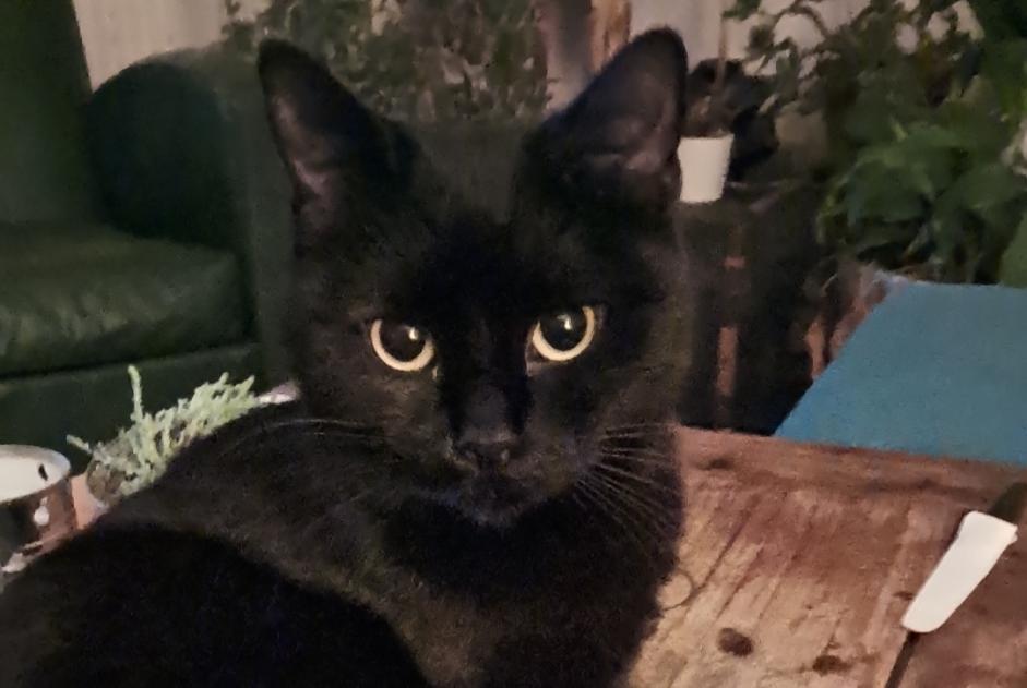 Vermisstmeldung Katze Weiblich , 2 jahre Vic-le-Comte Frankreich