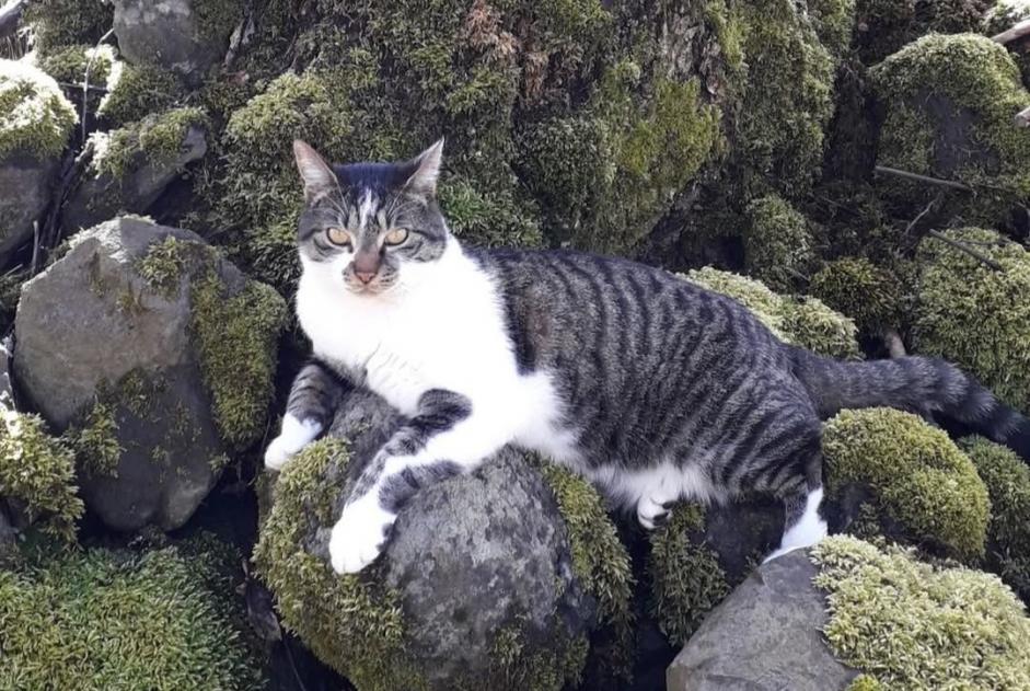 Vermisstmeldung Katze  Männliche , 8 jahre Égliseneuve-d'Entraigues Frankreich