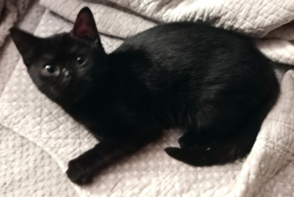 Vermisstmeldung Katze Weiblich , 1 jahre Champs Frankreich