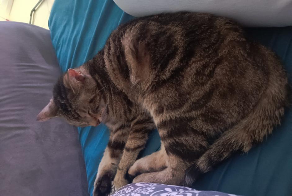 Fundmeldung Katze Weiblich Beaumont Frankreich