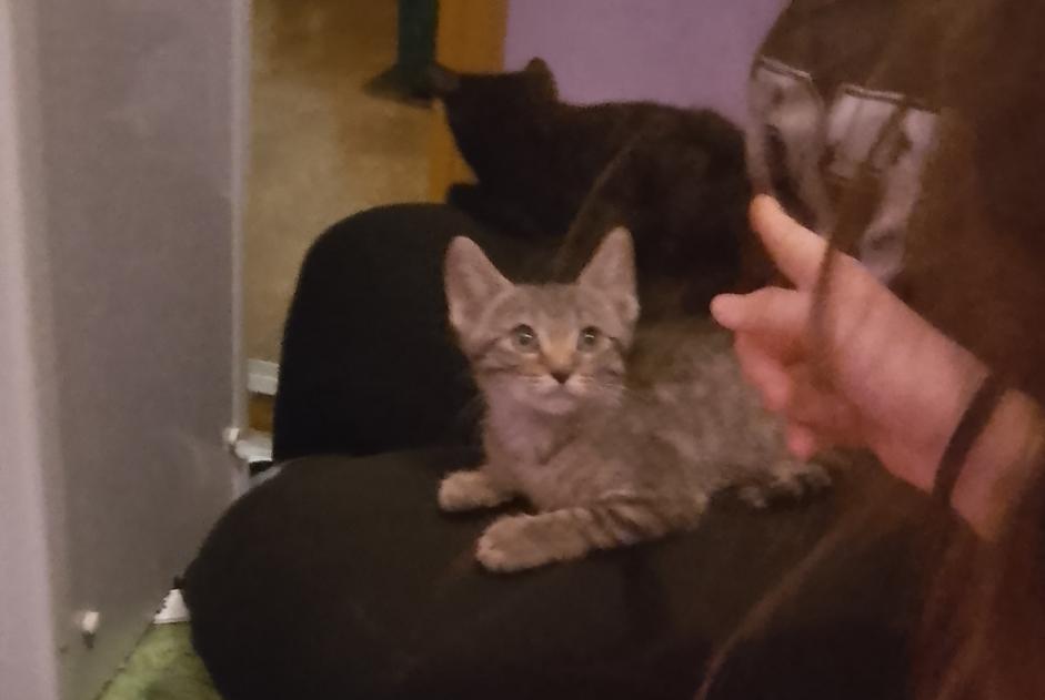 Discovery alert Cat  Unknown Clermont-Ferrand France