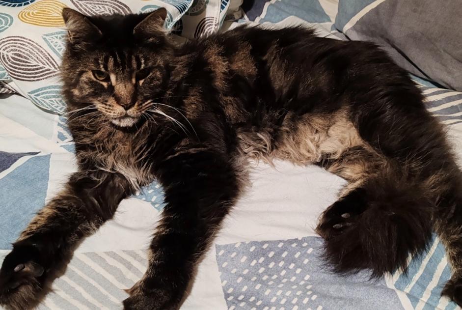 Alerta de Desaparición Gato  Macho , 7 años Les Martres-de-Veyre Francia