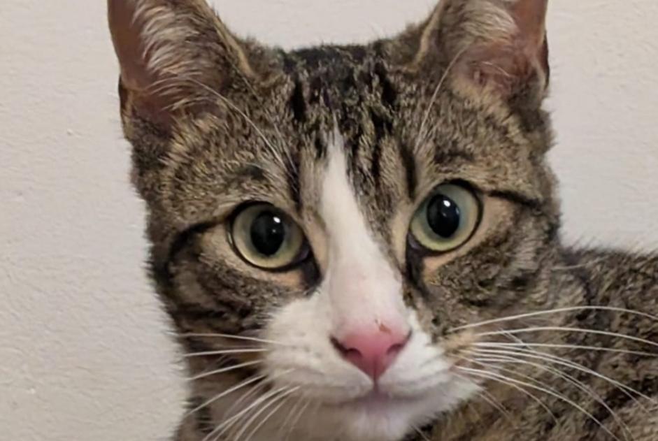 Alerta de Desaparición Gato  Hembra , 1 años Les Martres-de-Veyre Francia