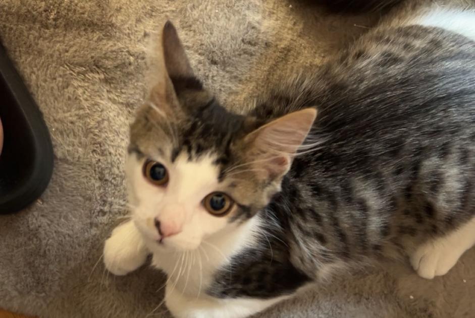 Alerta de Desaparición Gato  Macho , 0 años Issoire Francia