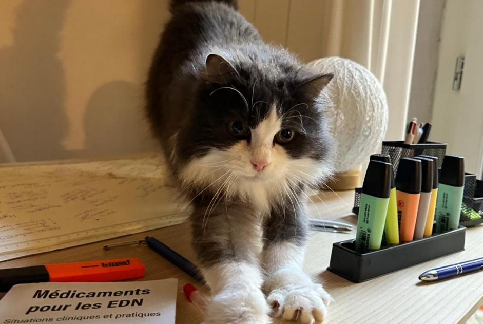Alerte Disparition Chat  Femelle , 9 ans Clermont-Ferrand France