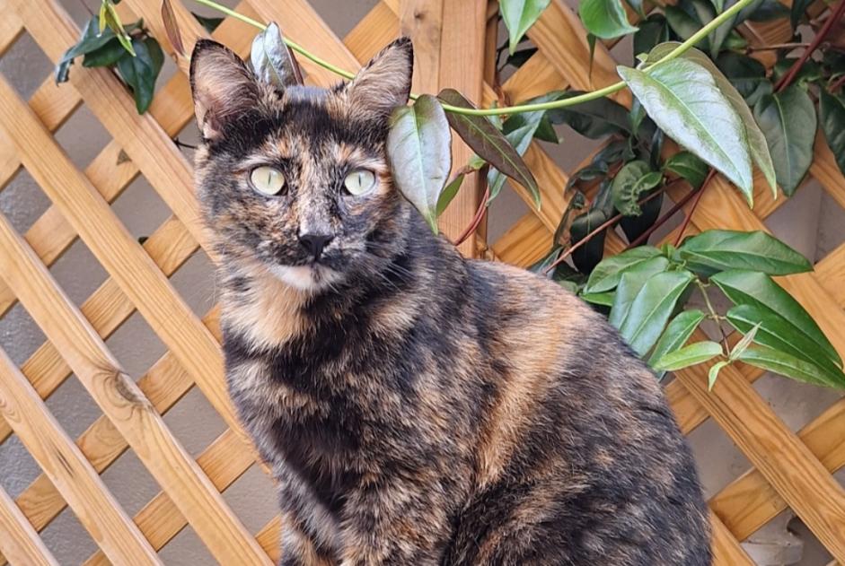 Alerte Disparition Chat Femelle , 3 ans Romagnat France