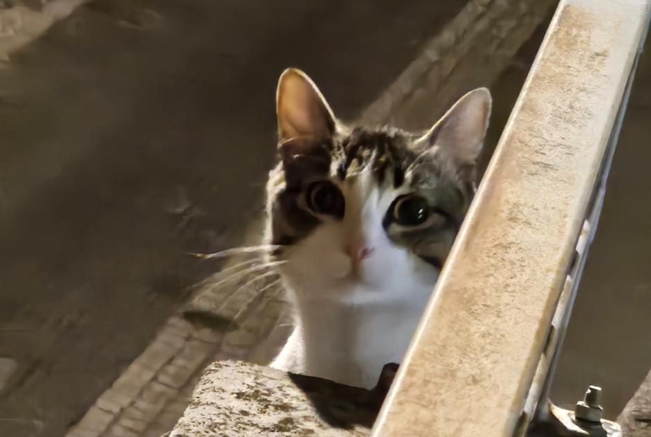 Alerte Disparition Chat Mâle , 1 ans Clermont-Ferrand France Alerte Disparition Chat Mâle , 1 ans Clermont-Ferrand France
