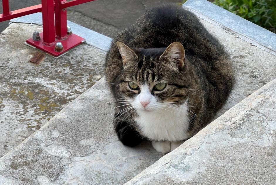 Alerte Disparition Chat Femelle , 15 ans Ceyrat France Alerte Disparition Chat Femelle , 15 ans Ceyrat France
