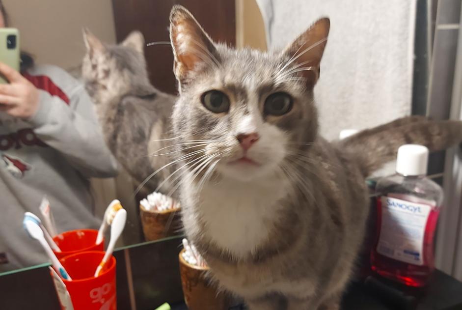 Alerte Découverte Chat Mâle , 5 ans Issoire France