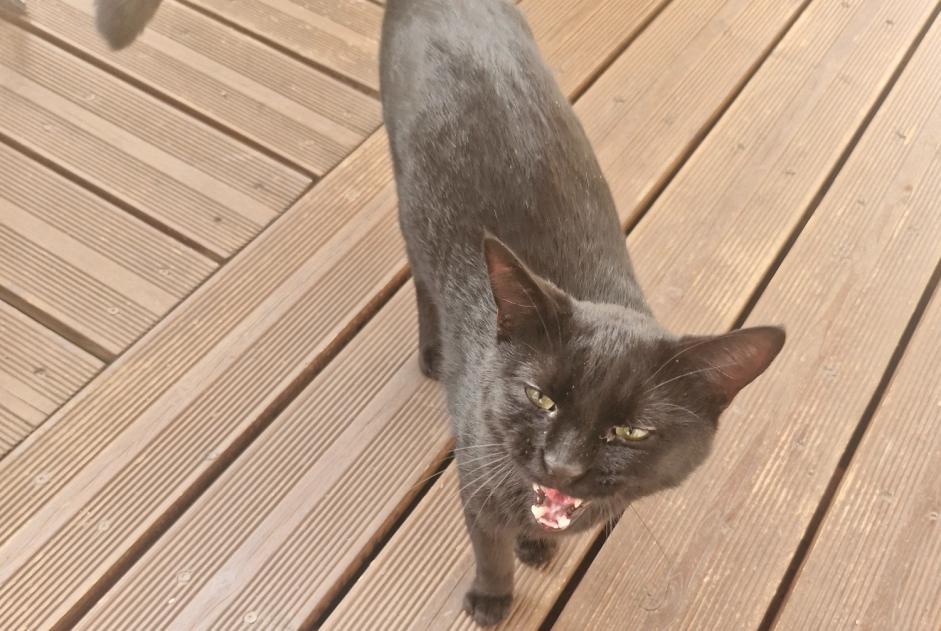 Alerte Découverte Chat Inconnu Riom France