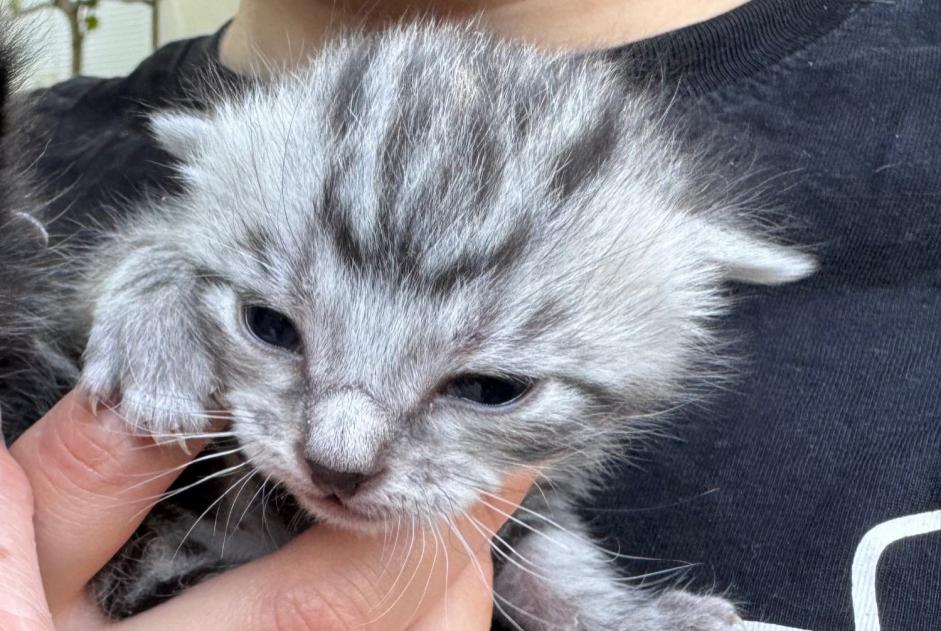 Avviso scomparsa Gatto incrocio di razze  Maschio , 0 anni Cournon-d'Auvergne Francia