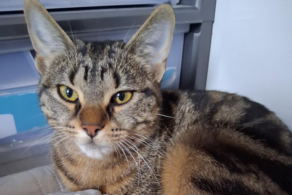 Ontdekkingsalarm Kat rassenvermenging  Vrouwtje Clermont-Ferrand Frankrijk