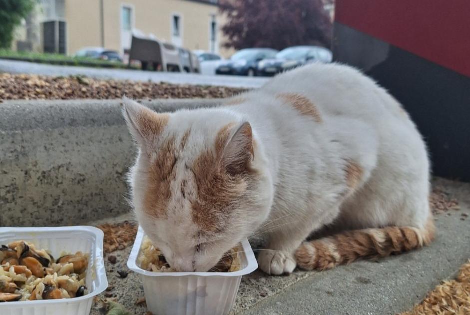 Ontdekkingsalarm Kat Mannetje Chambaron sur Morge Frankrijk