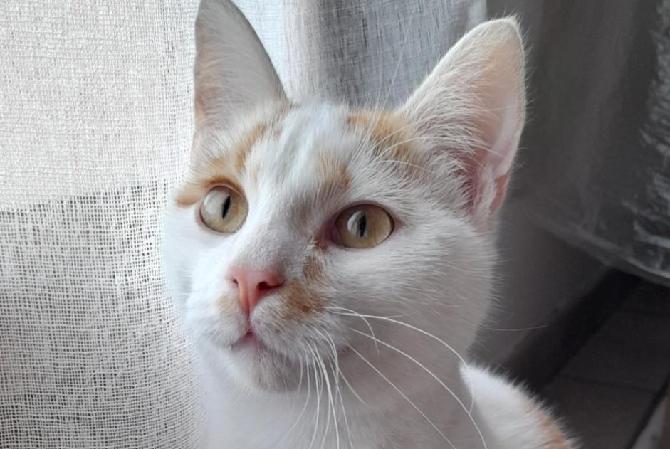 Alerta descoberta Gato Macho Riom France