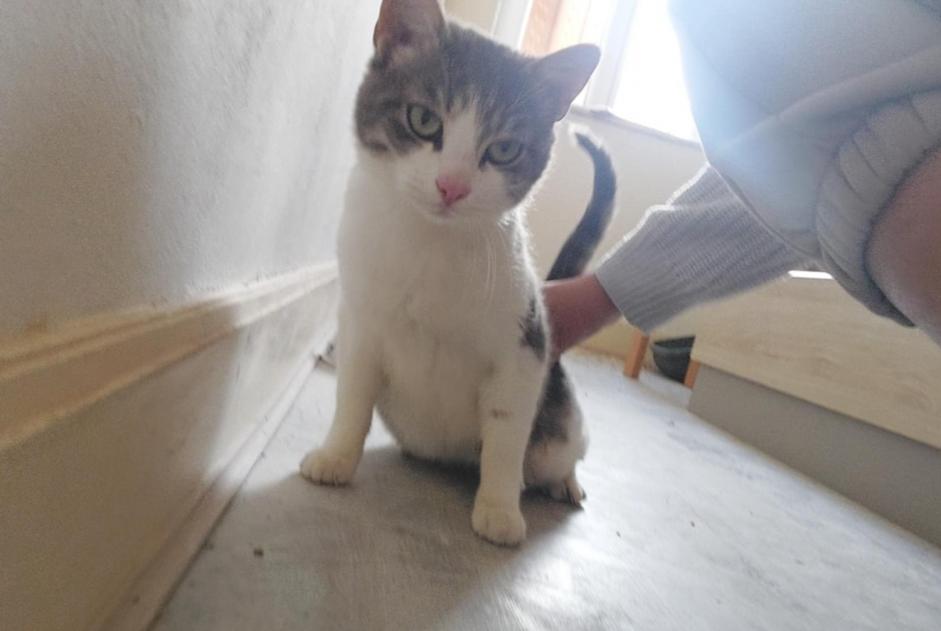 Alerta descoberta Gato Macho Menat France Alerta descoberta Gato Macho Menat France