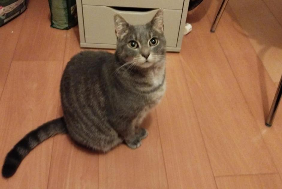 Alerta desaparecimento Gato  Macho , 6 anos Aubière France
